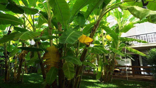 Crystal Beach Hotel image 63